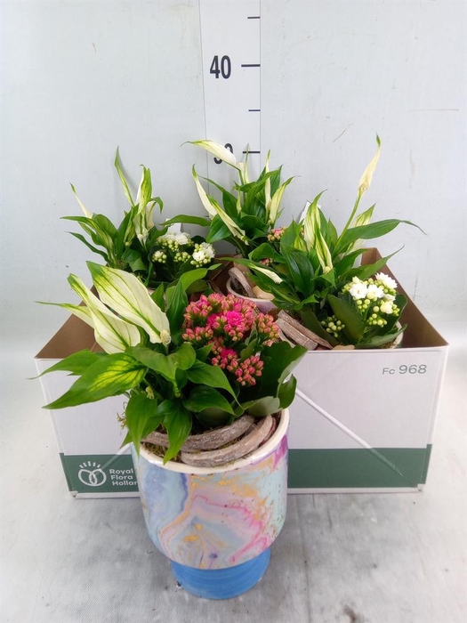 <h4>Arr. Planten L%</h4>