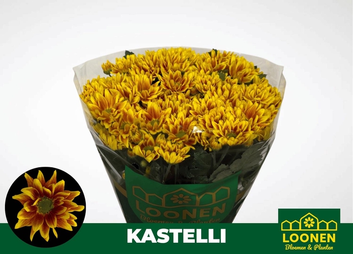 <h4>CHR T KASTELLI</h4>