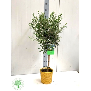 OLEA EUROPAEA