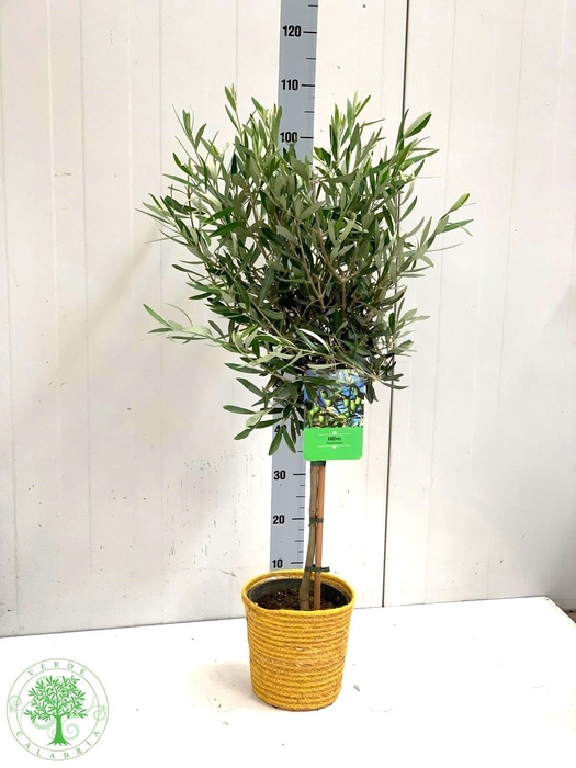 <h4>OLEA EUROPAEA</h4>