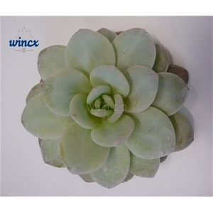 Echeveria Laui Cutflower Wincx-5cm
