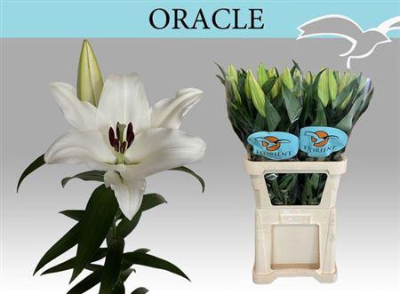 <h4>Li Ot Oracle</h4>