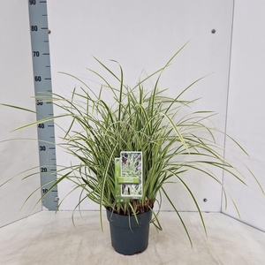 Carex morrowii