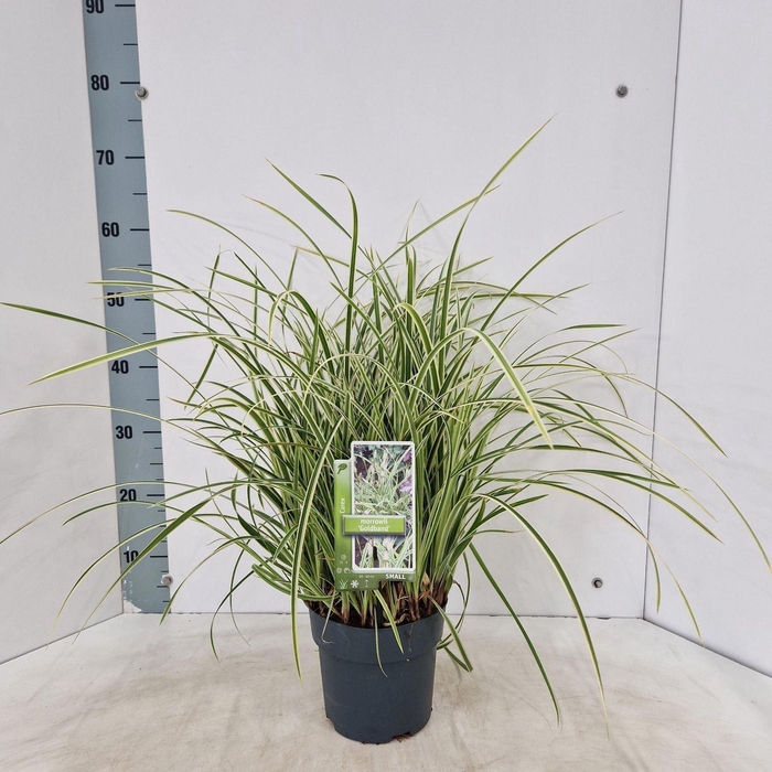 <h4>Carex morrowii</h4>