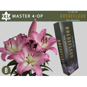 LI OT MASTER QUALITY BOX 4+