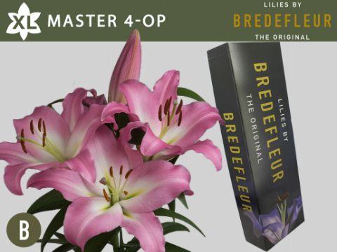 <h4>LI OT MASTER QUALITY BOX 4+</h4>