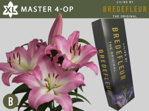 <h4>LI OT MASTER QUALITY BOX 4+</h4>