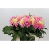 Dahlia Just Married