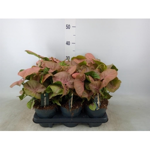 Syngonium  'Red Heart'