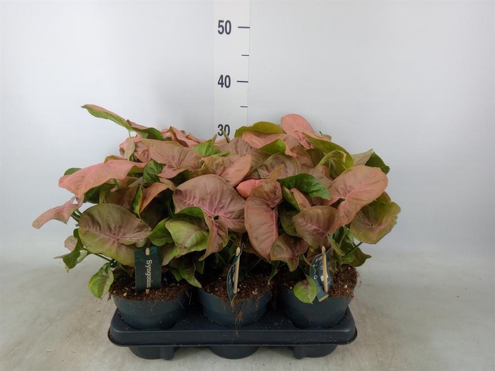 <h4>Syngonium  'Red Heart'</h4>