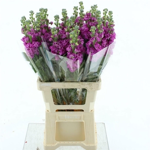 MATTH IRON ROSE PINK