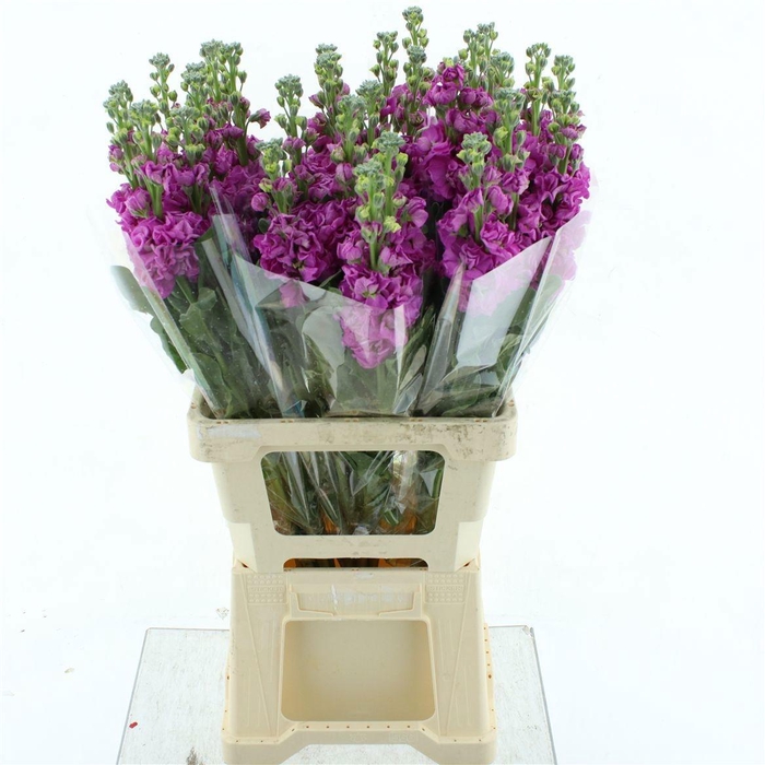 <h4>MATTH IRON ROSE PINK</h4>