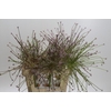 Allium Schubertii