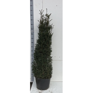 Taxus baccata