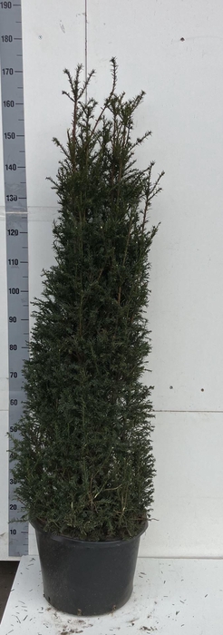 <h4>Taxus baccata</h4>