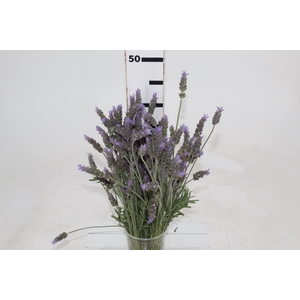 LAVANDULA CORTE