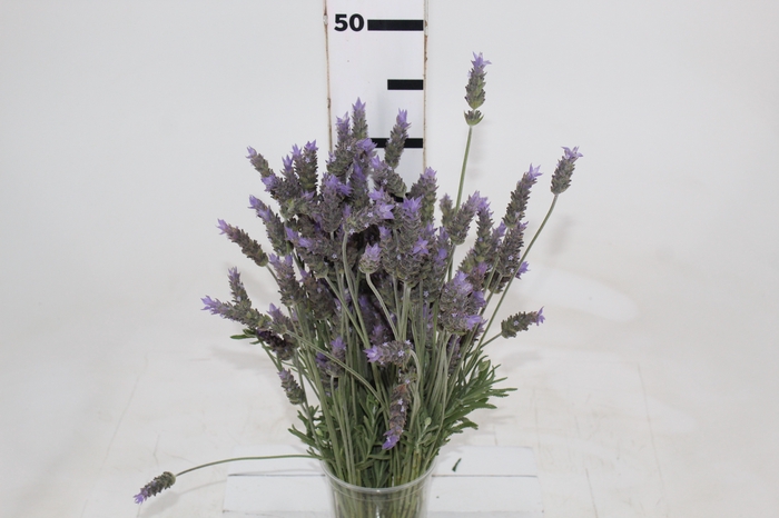 <h4>LAVANDULA CORTE</h4>