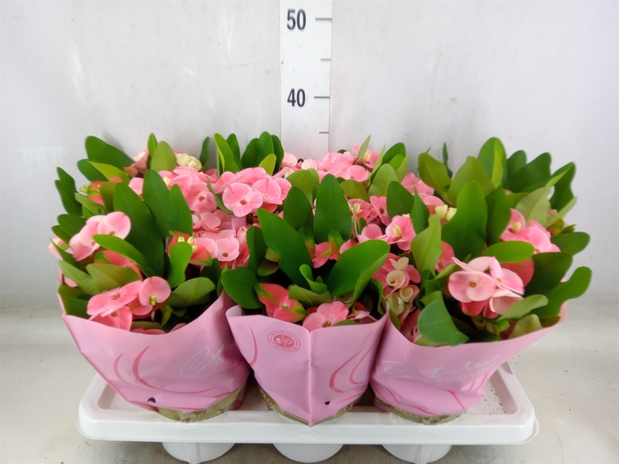 <h4>Euphorbia milii 'Charlotte'</h4>