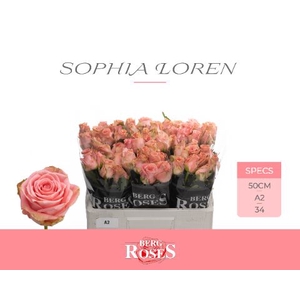 R Gr Sophia Loren Berg A2