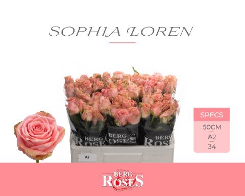 <h4>R Gr Sophia Loren Berg A2</h4>