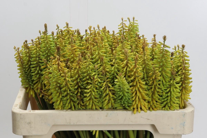 <h4>Kniphofia Sunningdale Yellow</h4>