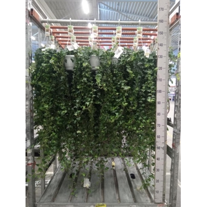 Hedera helix 'Anna'
