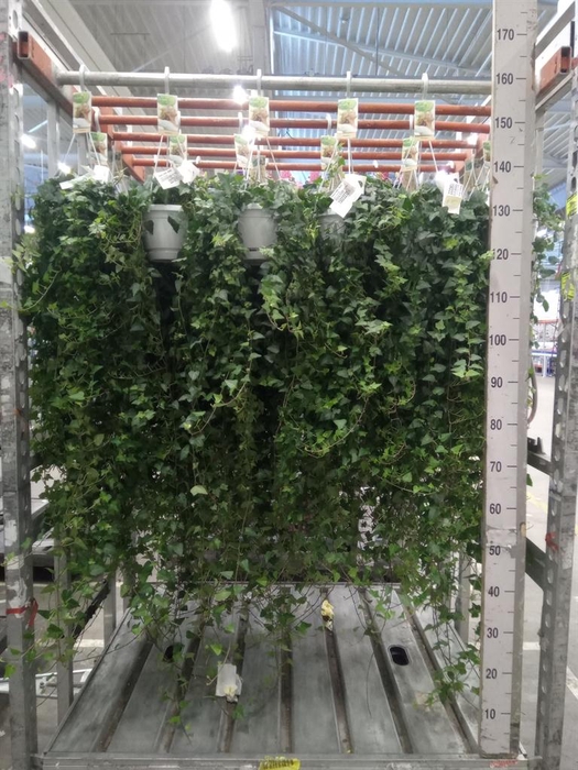 <h4>Hedera helix 'Anna'</h4>