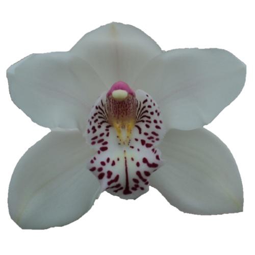 <h4>CYMB T VENEZIA</h4>