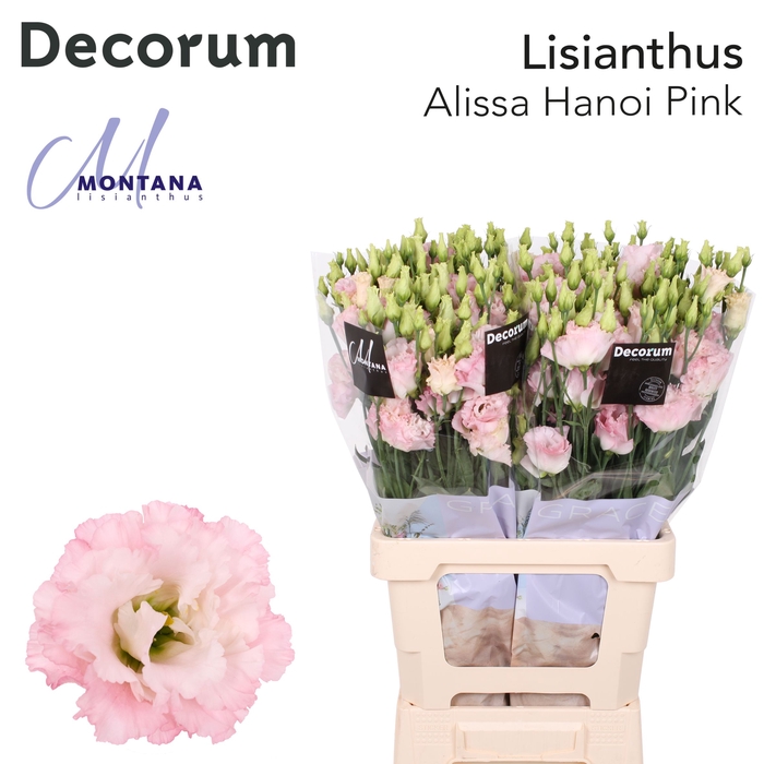 Lisianthus Alissa hanoi pink 70cm