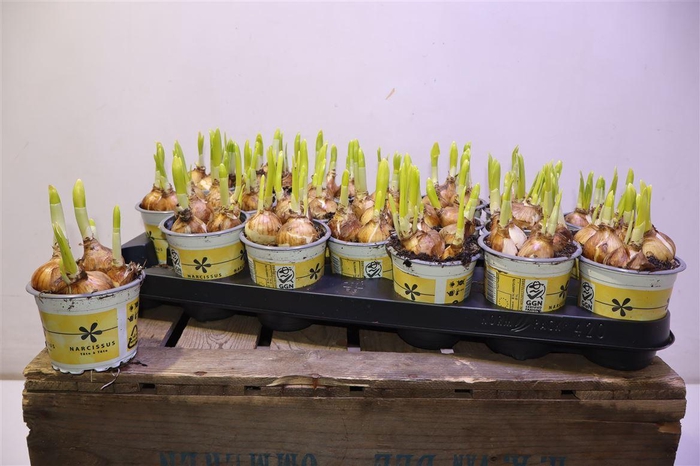 <h4>arr8 Narc O Tete A Tete</h4>