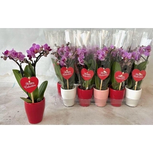 !! PROMO !! PHAL MINI PINK 2 TAK