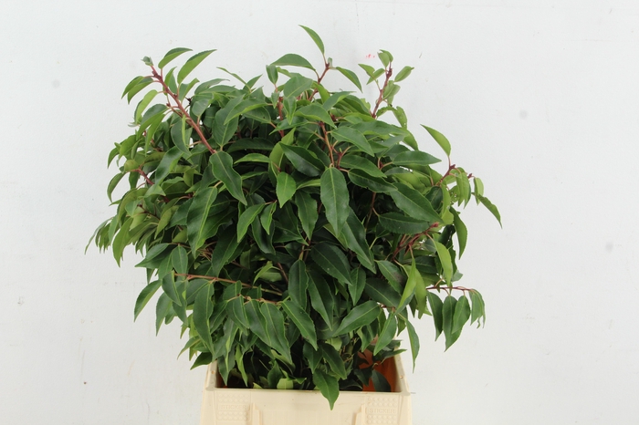 <h4>PRUNUS LAUROCERASUS PER BUNCH 060CM</h4>