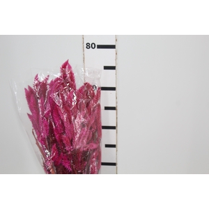 CELOSIA RABO DE GATO DESIDRATADO PINK