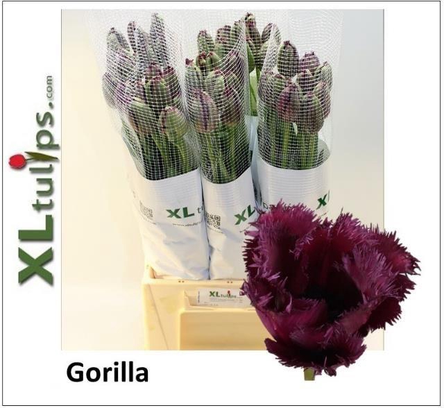 <h4>TU FR GORILLA</h4>