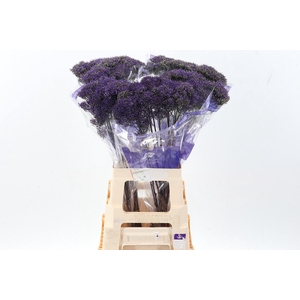 Trach Pu L Michigan Purple