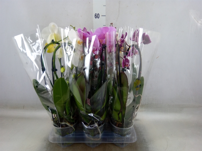 <h4>Phalaenopsis  'Elegant Cascade'</h4>