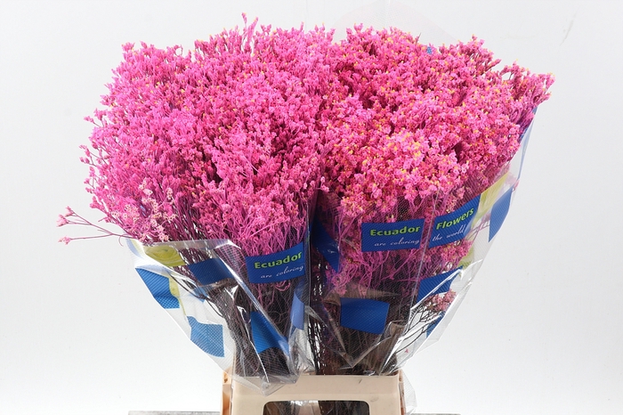 <h4>Lim S Painted Pink</h4>