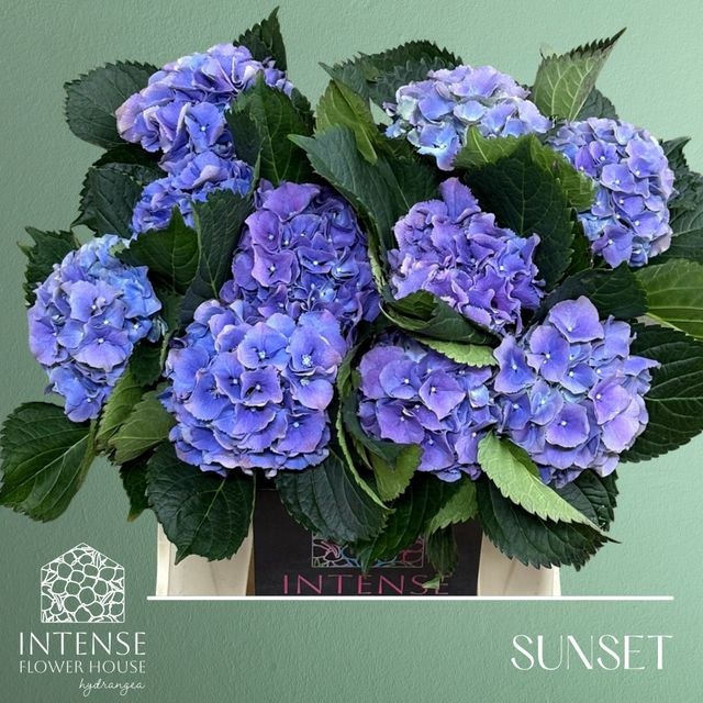 <h4>HYDR M ROY SUNSET BL BLUE</h4>