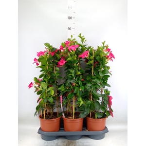 Mandevilla sand. 'SumStar Pink'