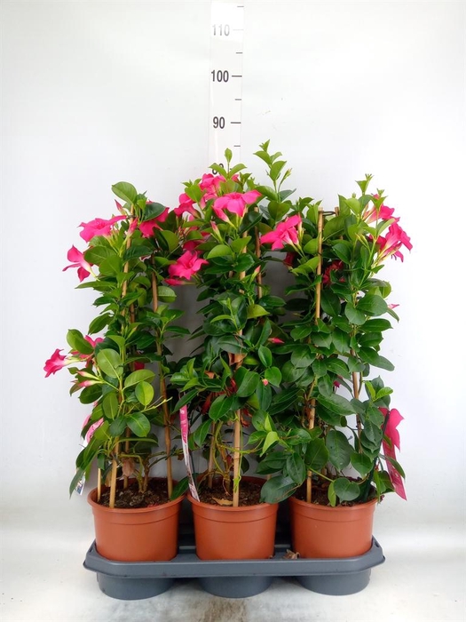 <h4>Mandevilla sand. 'SumStar Pink'</h4>