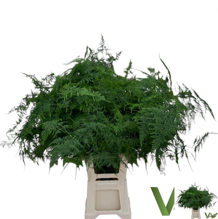 <h4>ASPARAGUS SETACEUS</h4>