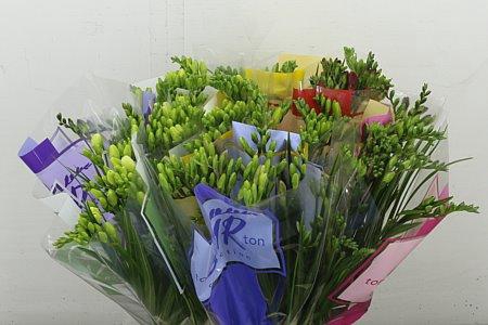 <h4>FR EN TON SUR TON GEM</h4>