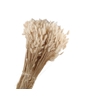 Lagurus Cream