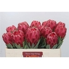 Protea Venus