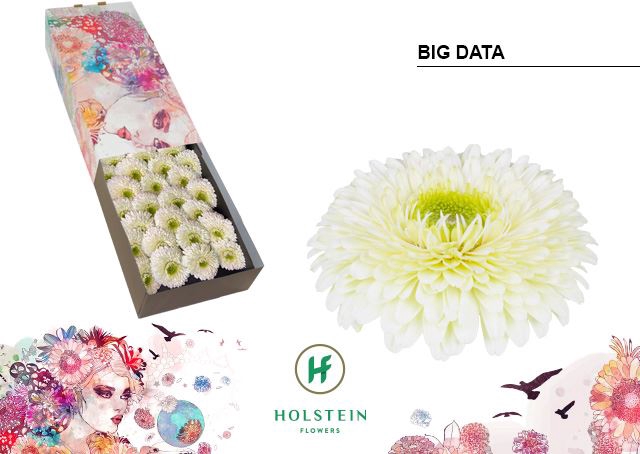 <h4>Gerbera Big Data</h4>