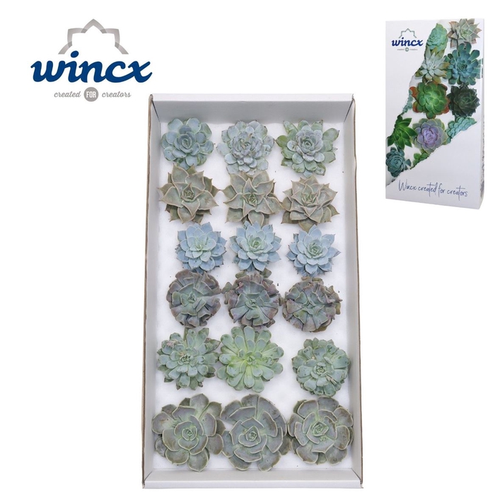 <h4>Echeveria Ov</h4>