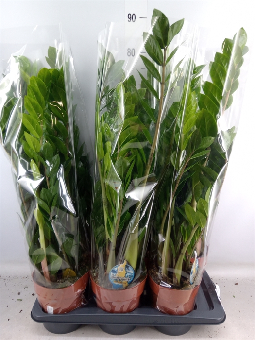 <h4>Zamioculcas zamiifolia</h4>