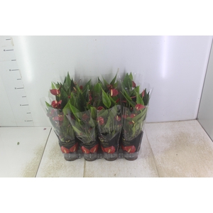 ANTHURIUM MINI MILLION FLOWERS P09