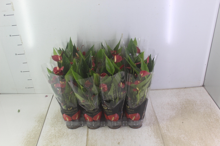 <h4>ANTHURIUM MINI MILLION FLOWERS P09</h4>