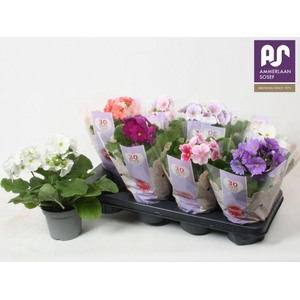 !! PROMO !! PRIMULA OBCONICA MIX P12